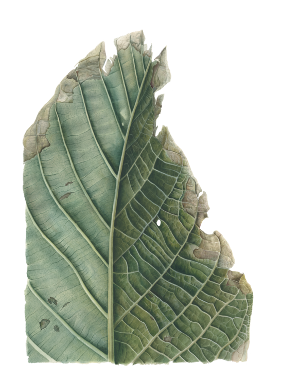 Chestnut Tree Leaf. PRINT